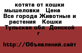 котята от кошки мышеловки › Цена ­ 10 - Все города Животные и растения » Кошки   . Тульская обл.,Донской г.